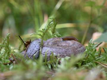 Rare, Formerly Extinct Creature Reclassified as Critically… 