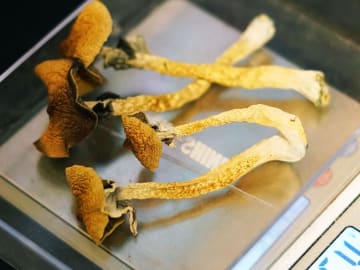The Surprising Way Psilocybin Is Moving From Counterculture to… 