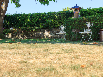 Why Your Grass Is Dying—and Exactly How to Fix… 