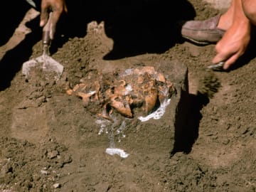 Archaeologists Reveal First-Of-Its-Kind Viking Board Game Piece That Challenges Beliefs About the… 