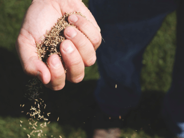 If You Live in This Part of the Country, You Need To Plant Grass Seed Now for a Lush Lawn Next… 