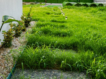 Lots of Homeowners Let Grass Reseed Itself. Here