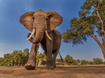 Tourist Sparks Outrage After Pouring Beer in Elephant’s Trunk in… 