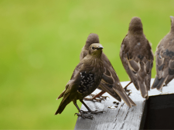 Birds Wrecking Your Porch? Use These Humane Hacks to Keep Them… 