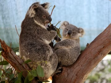 Australia Approves Plan to Stop Rampant Koala… 