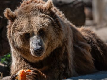 Archaeologists Unearth 1st Direct Evidence That Roman Gladiators Fought Brown… 