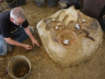 Archaeologists Discover New Predatory Dinousar Species. It