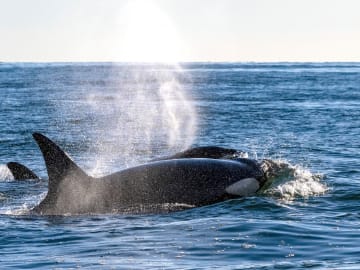 Orca Attack Sinks Another Yacht, and This Time it Was Caught on… 