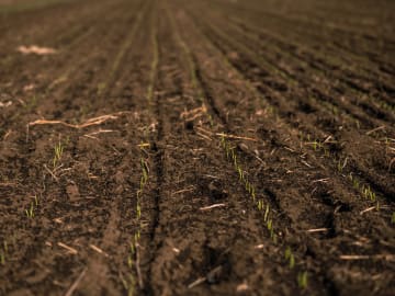 Soil DNA Reveals Remarkable Prehistoric… 