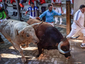 Horror in Spain: Bull Charges Into Crowd—Man Gored to… 