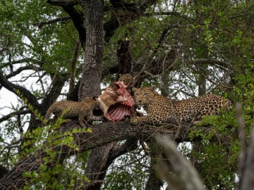 AI Analysis Re-Dates When Humans Moved from Prey to… 