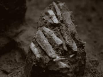 30,000-Year-Old Discovery Offers Glimpse of Ice Age… 