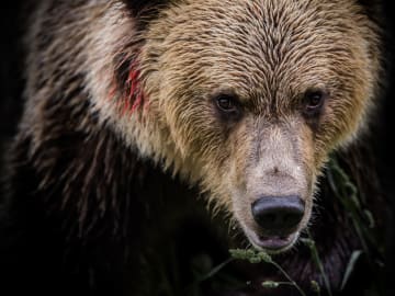 Man Narrowly Escapes Bear Attack in Wild… 