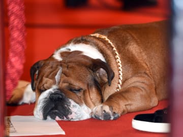 Lewis Hamilton Mourns Personal Loss: 