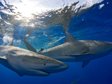Mexican Marine Biologist Survives Severe Shark Attack to the… 