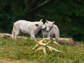 Re-Born Dire Wolves Celebrate 1st Birthday in Epic… 