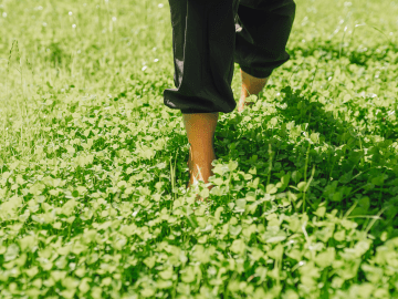 Clover Lawns Require Way Less Water and Mowing Than Grass, and They