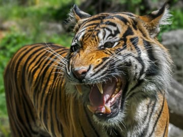 Former Joe Exotic Colleague Mauled to Death in Tiger… 