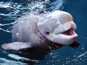 Canadian Zoo Threatens to Euthanize 30 Beluga… 