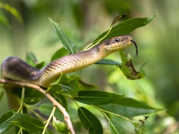 Boy Dies From Snakebite After Dad Tells Him to 