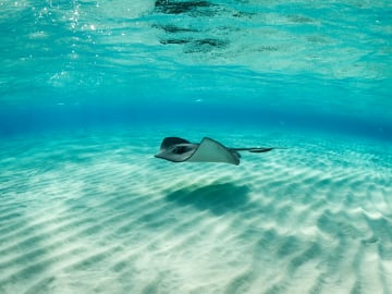 Enormous, Venomous Stingray Spotted Off Popular Tourist… 
