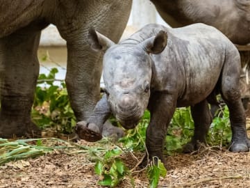 Critically Endangered Eastern Black Rhino Born at Cleveland… 