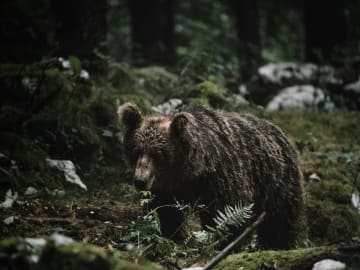 Military Gets Involved After Rash of Deadly Bear… 