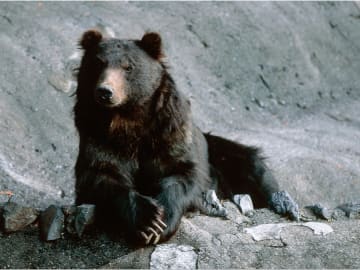 U.S. Issues Major Travel Warning for Japan After Bear… 