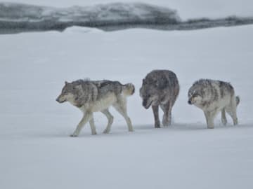 Wild Video Shows Man Confronting Wolf Pack in… 