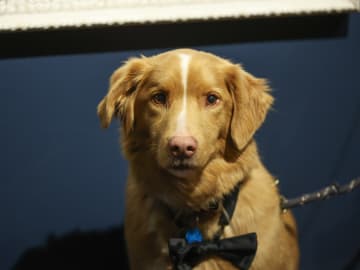 What ‘Good Boy’ Star Indy the Dog Just Achieved Has Never Happened in Major Movie… 