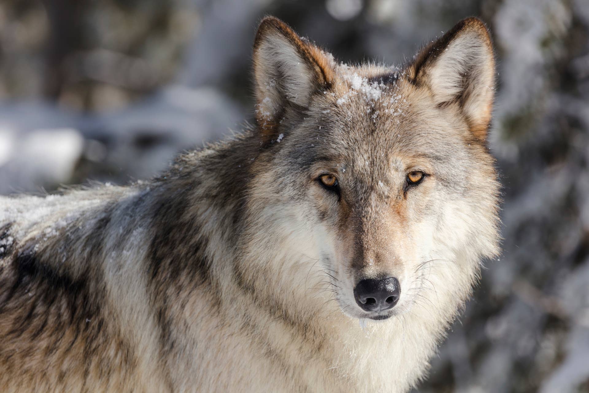 Portrait of a wolf covered in snow.