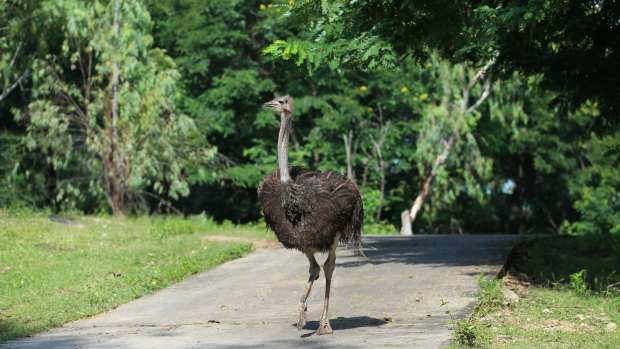 An ostrich is seen at the Safari Park in Nay Pyi Taw, Myanmar, Oct. 16, 2023. (Photo by Myo Kyaw Soe/Xinhua via Getty Images)