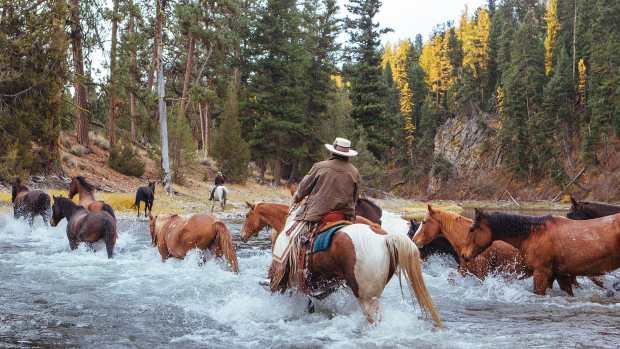 Image depicts rider and several horses crossing a river at luxury guest ranch The Resort at Paws Up in Montana.