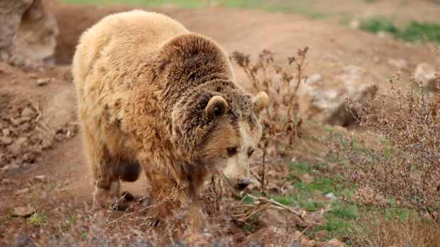KAYSERI, TURKIYE - JANUARY 04: Brown bear is seen at Kayseri Metropolitan Municipality Zoo in Turkiye on January 04, 2024. The zoo has attracted more than 450,000 visitors this year. (Photo by Sercan Kucuksahin/Anadolu via Getty Images)