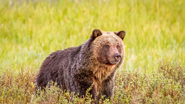 Grizzly Bear Charges At Guided Alaskan Tour in Harrowing Video - Men's  Journal