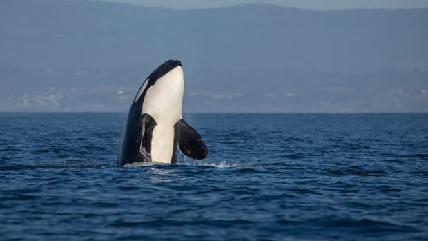 An orca jumping out of the water in Monterey Bay.
