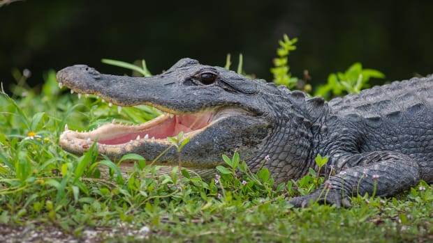 Close-up of Florida Alligator out of water with mouth wide open in Everglades National Park.