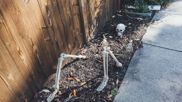 Skeleton decoration, Halloween decoration for trick-or-treaters, plastic skeleton in ground. Nostalgic Halloween conceptual image for Halloween party, old age, or trick-or-treating outdoors in a neighborhood. Candid real life found object in city life.