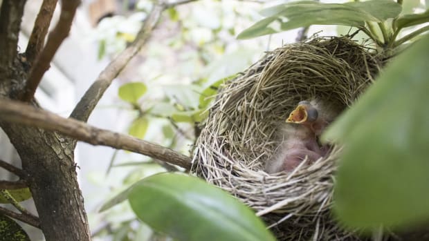 Robin's nest with baby bird inside.