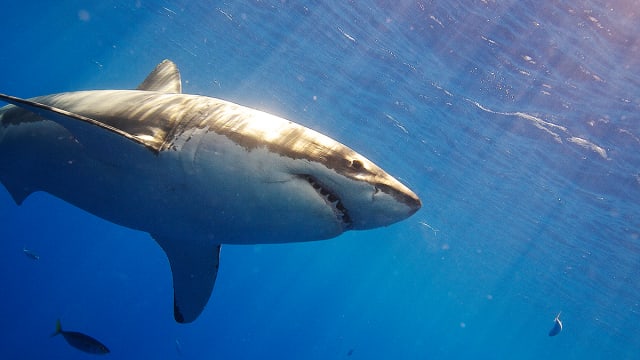 Move over Mary Lee, here comes great white shark Hilton