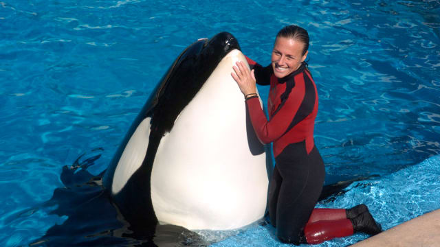 Was Trainer 'Jessica Radcliffe' Killed in an Orca Whale Attack? The Video Is  Fake