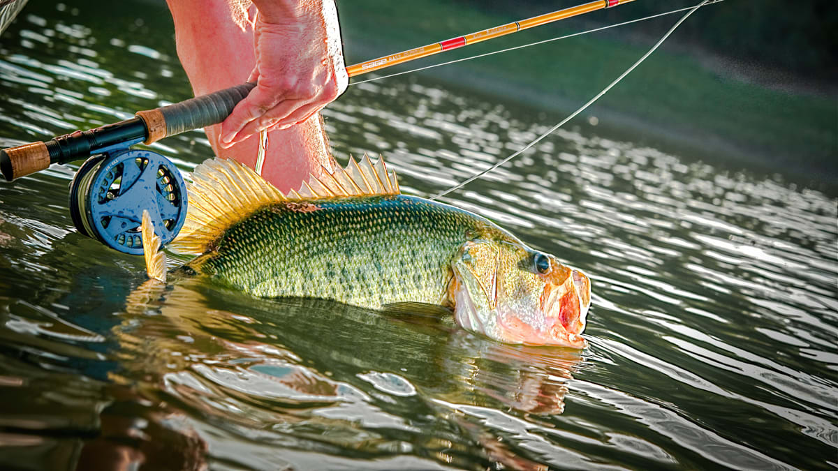 Bass on the Fly: A Popper Primer – Dark Skies Fly Fishing