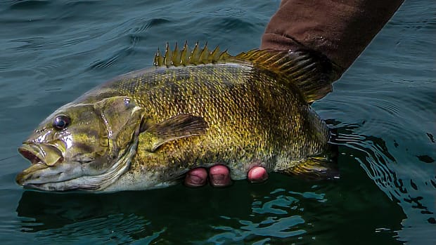 Basics of Fly Fishing for Smallmouth Bass. It's Easier than you Think -  Men's Journal