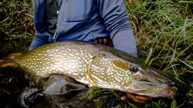 Fly Fishing for Monsters - Catching Big Pike on a Fly Rod. - Men's