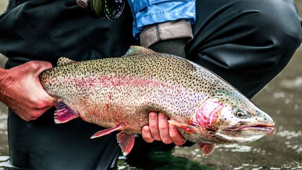 Fly Fishing Basics: How to Choose the Best Leader Material for