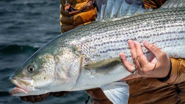 Fly Fishing for Largemouth Bass - Men's Journal