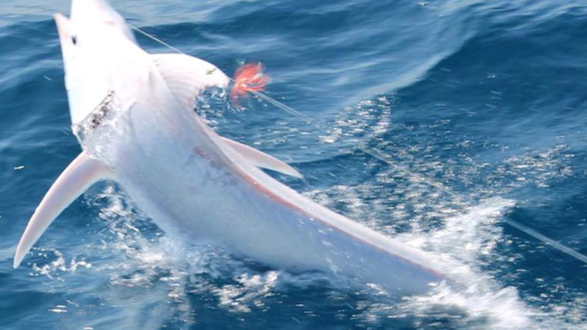 Albino blue marlin surprises anglers off Costa Rica - GrindTV.com - Men's  Journal