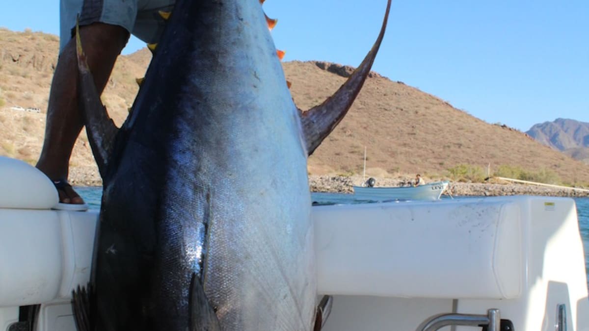 The How, Where, and Why of Fishing for Yellowfin Tuna - Anglers Journal - A  Fishing Life