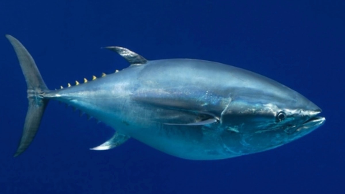 Bluefin tuna sells for $632,000, but is that worth celebrating 