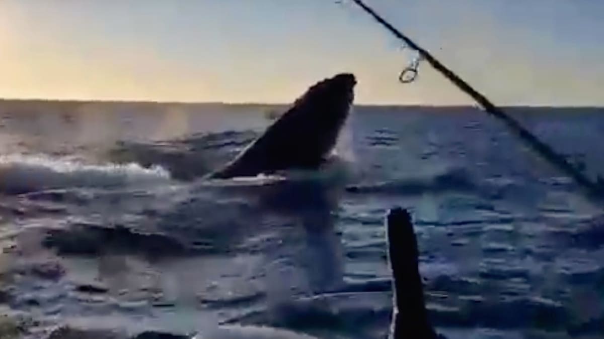 Thrill of a Lifetime as Young Anglers Hook a Humpback Whale - Men's Journal